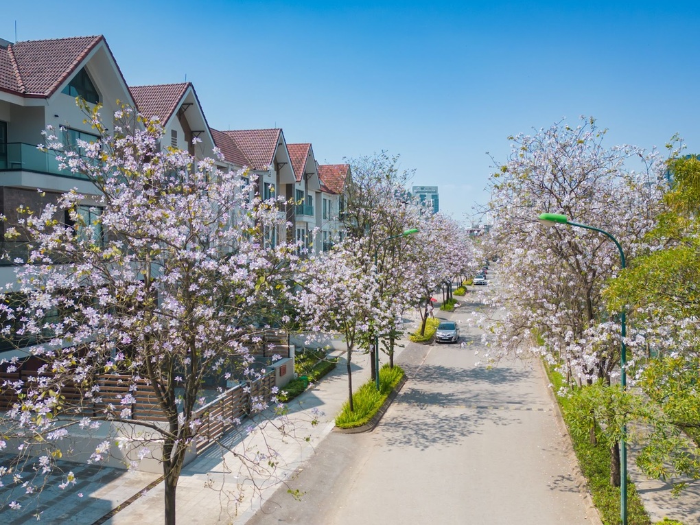 Hoa ban bung sắc tại Ciputra Hanoi - 5 Hoa ban bung sắc tại Ciputra Hanoi - 5