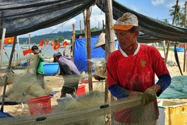 Vây bắt loài cá "ăn sống" ở Phú Quốc, ngư dân kiếm tiền triệu mỗi ngày