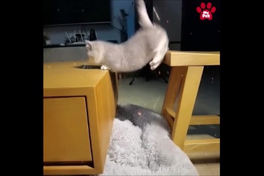 Những cú nhảy hài hước và đáng yêu của chú mèo con chân ngắn