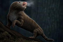 Giải mã bí ẩn: Thủy tổ của chúng ta trở thành động vật máu nóng từ bao giờ?