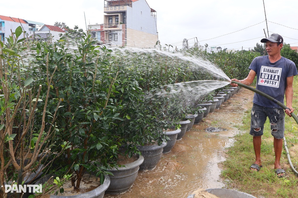 Thủ phủ quất Hội An phập phồng lo vụ Tết - 2 Thủ phủ quất Hội An phập phồng lo vụ Tết - 2