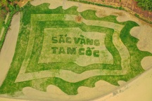 Trầm trồ cánh đồng lúa hình lá cờ hội "khổng lồ" đẹp như tranh ở Tam Cốc