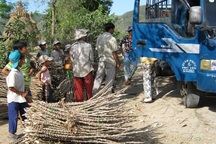 Thương lái lùng mua cây sắn