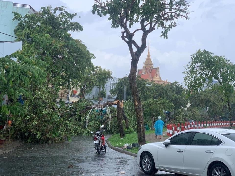 Phượng cổ thụ bật gốc đè nát xe ô tô bên đường - 10 Phượng cổ thụ bật gốc đè nát xe ô tô bên đường - 10