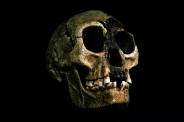 "Người lùn" huyền thoại có thực sự tồn tại?