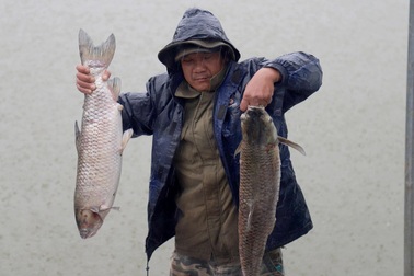 20 tấn cá chết sau cơn mưa, nông dân Bảo Lộc thiệt hại hàng tỷ đồng