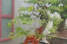 "Cụ" hoa giấy dáng "siêu phàm", còi dí mà giá hơn 100 triệu đồng ở Nam Định