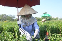 Liên tục mưa trái mùa, chủ vườn lo "trắng tay" khi trồng hoa Tết