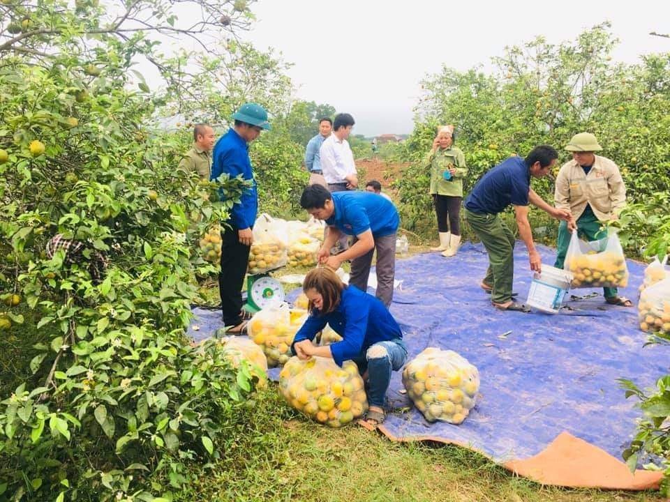 Giải cứu quýt cho người nông dân ở vùng đất đỏ xứ Nghệ - 3 Giải cứu quýt cho người nông dân ở vùng đất đỏ xứ Nghệ - 3