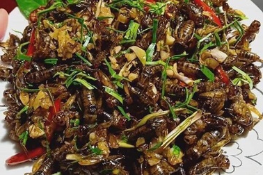 Món lạ dế mèn rang lá chanh, gom 3 ngày mới đủ 1 bữa