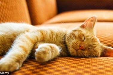 Quyết ly dị vì… yêu mèo hơn chồng