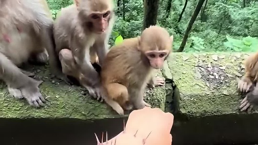 Chú khỉ tốt bụng giúp người “gặp nạn”
