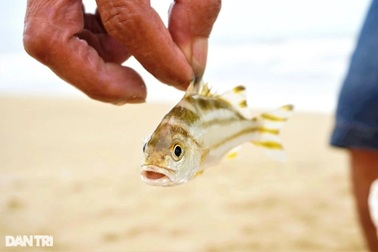 Sau mưa lớn, cần thủ đổ đi săn loài cá đặc sản chỉ có khi biển động