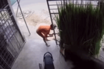 Trâu điên bất ngờ lao vào húc gia chủ ở Nghệ An