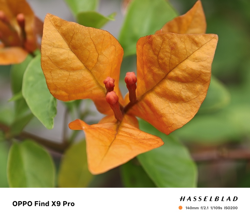 បទពិសោធន៍កាមេរ៉ា OPPO Find X9 Pro៖ លើកកំពស់ការថតរូបតាមទូរស័ព្ទ - ២៩ Trải nghiệm camera OPPO Find X9 Pro: Nâng tầm nhiếp ảnh trên di động - 29