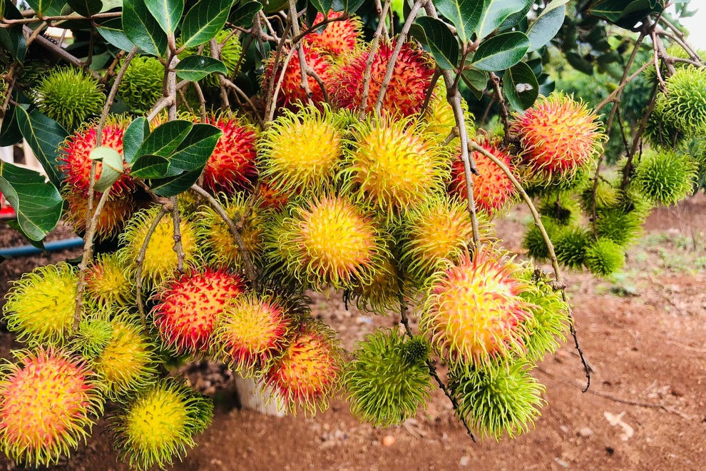 Xen canh trồng cà phê và cây ăn quả, lão nông Gia Lai kiếm tiền tỷ mỗi năm - 3 Xen canh trồng cà phê và cây ăn quả, lão nông Gia Lai kiếm tiền tỷ mỗi năm - 3