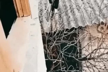 Chú mèo với màn leo trèo gay cấn như phim hành động