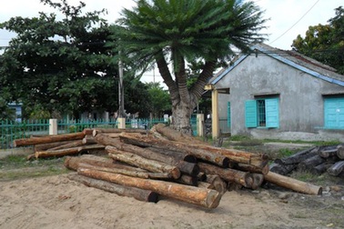 11 xe bò vận chuyển gỗ lậu trong đêm