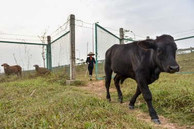 Hà Nội: Người dân phá rào đường cao tốc để trồng rau, chăn bò