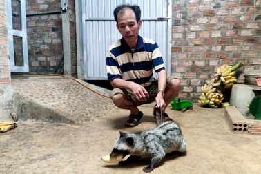 Cất bằng kinh tế, người đàn ông về nuôi chồn thu nửa tỷ đồng mỗi năm