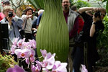 Hoa “xác chết”