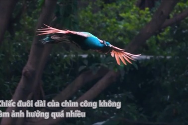 Khoảnh khắc chim công bay trên trời giống Phượng Hoàng