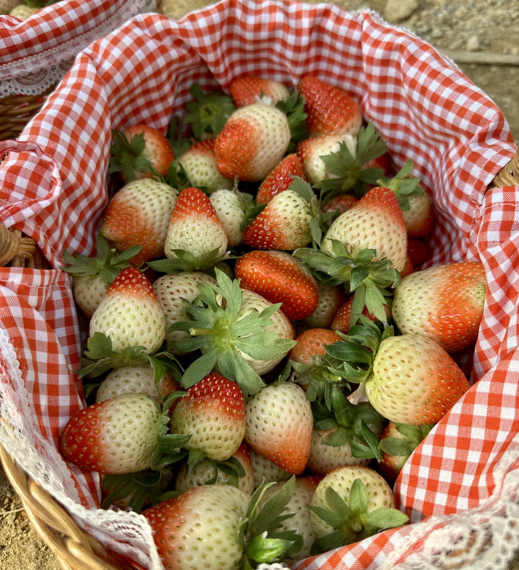 7 loại đồ uống dễ làm tại nhà giúp giảm mỡ máu - 2 7 loại đồ uống dễ làm tại nhà giúp giảm mỡ máu - 2