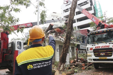 TPHCM cử lực lượng tinh nhuệ ra Hải Phòng hỗ trợ giải cứu cây xanh