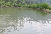 Hai anh em ruột đuối nước tử vong dưới ao của gia đình