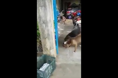 Chó Becgie gây sự với Pitbull và cái kết