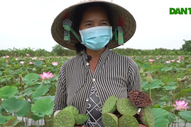 Thu nhập khá, sống khỏe nhờ trồng se lấy hạt