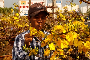 Mai nở vàng rực trước Tết, dân buôn "khóc ròng" lo mất vốn