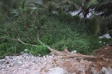 Cưa cây xanh đổ đè trúng người phụ nữ đi đường