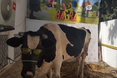 Nhà phát triển game nuôi bò ảo treo thưởng... bò thật