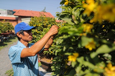 Hàng trăm gốc mai nở trước Tết khiến nhà vườn lao đao