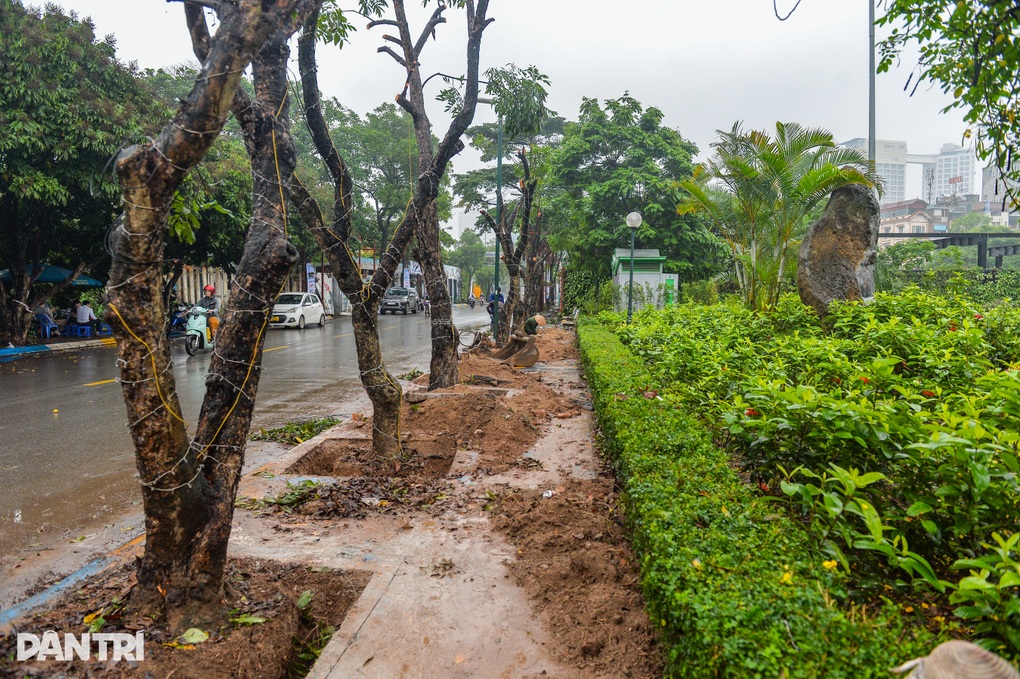 Hà Nội di dời hàng cây nhãn 30 năm tuổi để trồng thay thế cây giáng hương - 1
