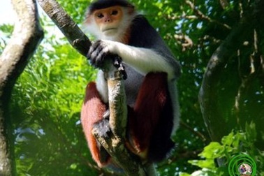 Giết khỉ và chuyện mảnh gương trong cuốn sách