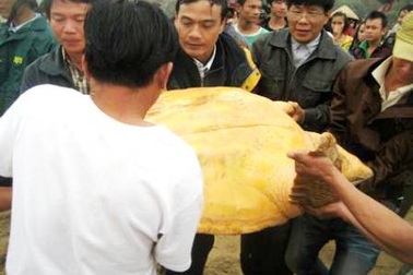 Thả rùa Quản Đồng quý hiếm về với đại dương 