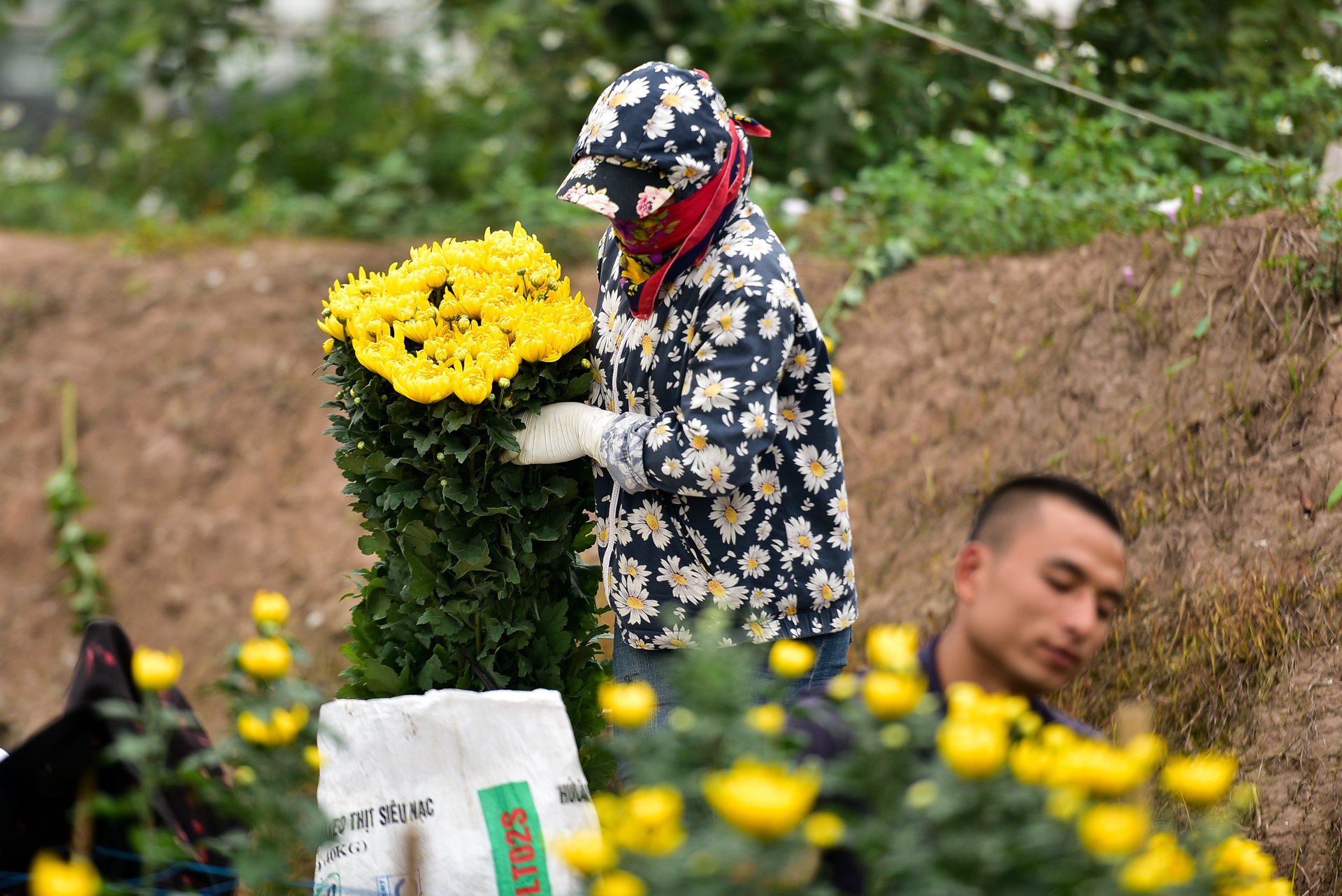 Người dân Tây Tựu rạng rỡ vì trúng vụ hoa cúc Rằm tháng Chạp - 18 Người dân Tây Tựu rạng rỡ vì trúng vụ hoa cúc Rằm tháng Chạp - 18