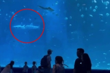 Khách phẫn nộ, đòi lại tiền vé vì phát hiện cá mập voi giả trong thủy cung