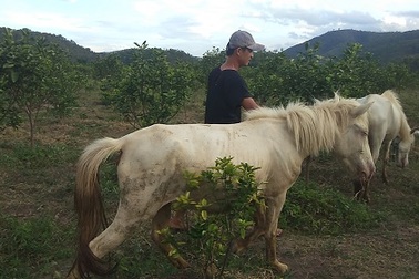 Gia Lai: Đàn ngựa mắt đỏ hàng tỷ đồng trên "ốc đảo" của trai 8X