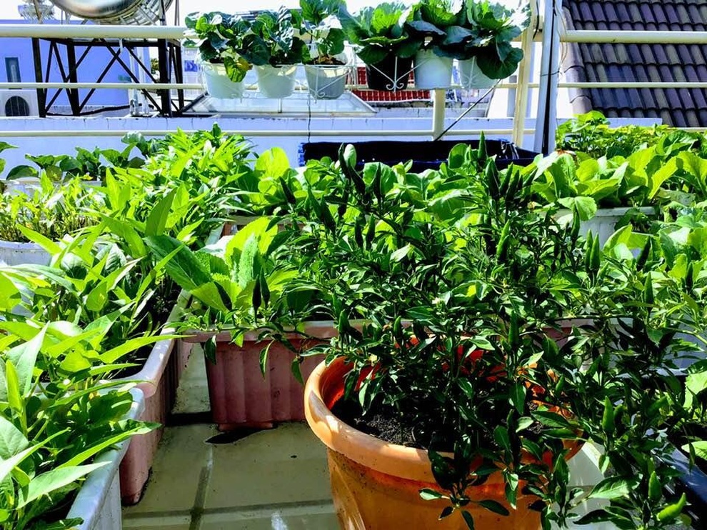 Vườn xanh mướt trên sân thượng giúp truyền cảm hứng... viết trăm bài thơ - 4