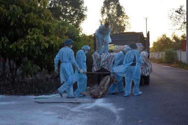 Quảng Bình: Tiêu hủy hơn 6 tấn lợn bị dịch tả châu Phi