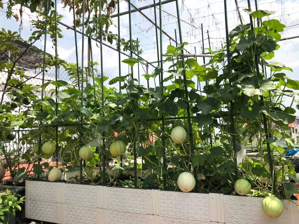 Làm vườn tranh thủ, mẹ đảm Bắc Giang vẫn có đủ rau trái trên nóc nhà - 9 Làm vườn tranh thủ, mẹ đảm Bắc Giang vẫn có đủ rau trái trên nóc nhà - 9