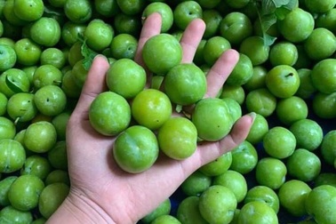 Mận cơm rớt giá thảm, bán 1kg không mua nổi cốc trà đá