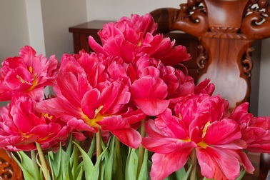 Quan niệm "năm kép" tài lộc nhân đôi, dân Hà Nội "săn lùng" hoa Tuy Líp nhiều cánh