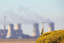 3 mối đe dọa hàng đầu đối với quần thể chim đều gắn với con người