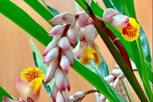 Hoa dại bờ bụi siêu đắt đỏ, mối buôn bán 2.000 cành/ngày