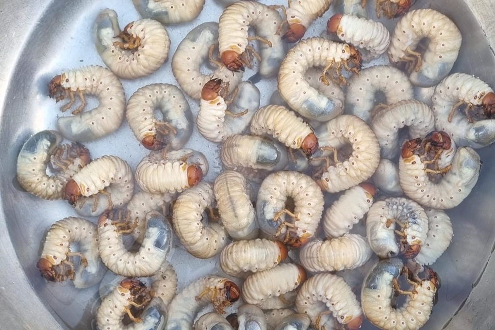 The dish from beetle larvae has become a specialty, many people praise it as delicious - 2