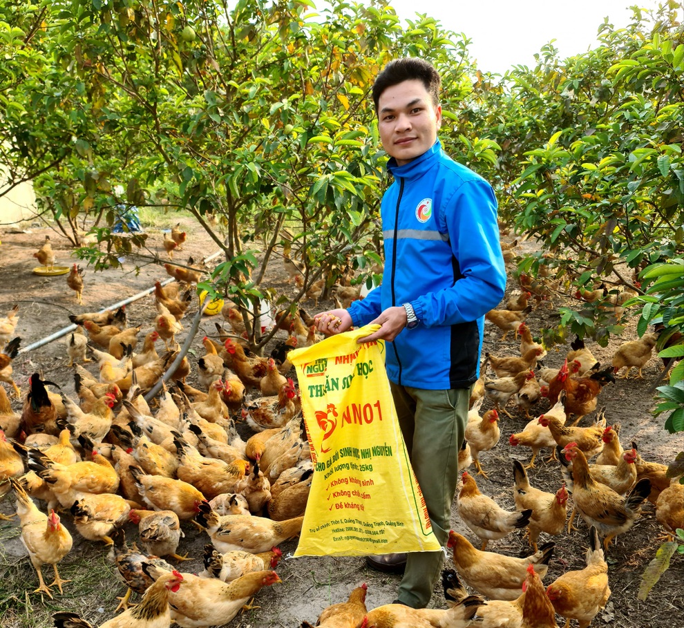 Sau 2 lần thất bại, chàng trai Quảng Bình quyết làm giàu bằng gà hữu cơ - 1 Sau 2 lần thất bại, chàng trai Quảng Bình quyết làm giàu bằng gà hữu cơ - 1
